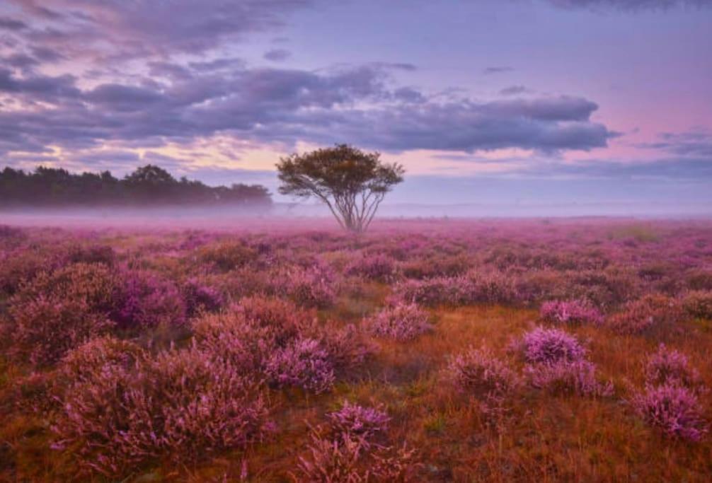 Veluwe Boutique Lodge Putten Exteriér fotografie